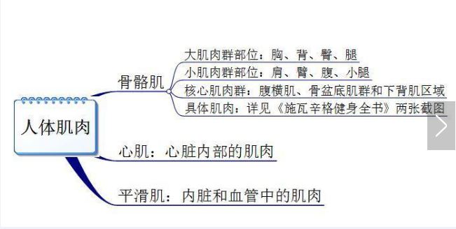 你真的認識你身體的肌肉嗎？